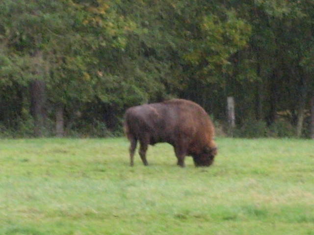 Saint-Michel - Borzée 2007